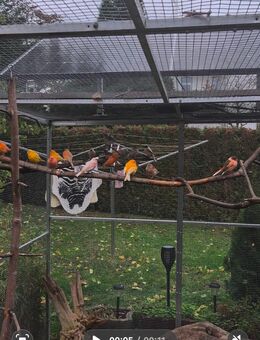 Kanarien zuverkaufen nur zusammen - Kretzschau