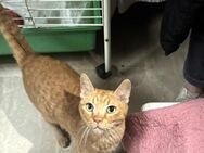 Handicap Kater Tobias - Grevenbroich