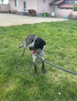 Toller Bube Ace - Berlin