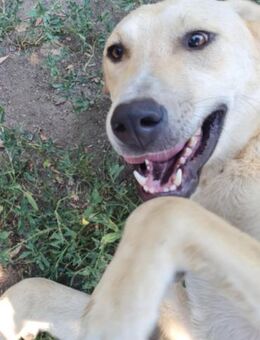 LOLA - sucht ihr -Zuhause für immer- - Konstanz