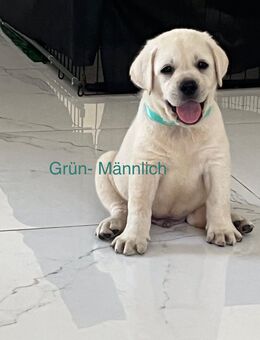 Reinrassige Labrador Welpen - Bergheim (Nordrhein-Westfalen)