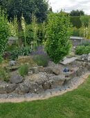 Griechische Landschildkröten der Ostrasse in 31079