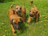 Rhodesian Ridgeback Welpen - Ummendorf (Sachsen-Anhalt)