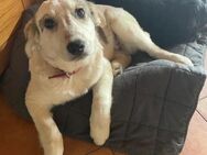 SCARLETT sucht ihre Familie,Tierschutz - Prien (Chiemsee)