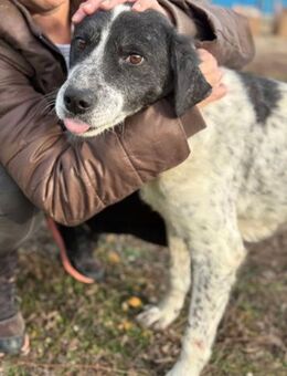 Lucky 6 Jahre ca 50 cm - Beltheim