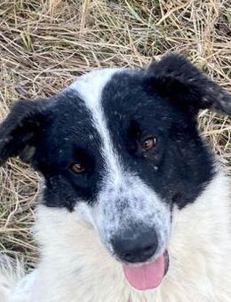 Monnie möchte adoptiert werden - Dittelbrunn