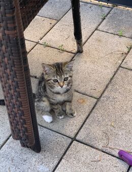 Wunderschöner Kater - Köln