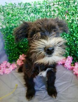 🐶 Fröhlicher Welpe Diesel 🐶 - Eislingen (Fils)