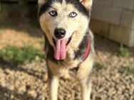 Huskyhündin Donna sucht Familie ❤️ - Mylau