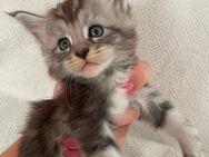 Maine Coon kitten Reinrassig - Kraichtal