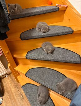 Reinrassige BKH Kitten - Dortmund