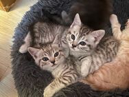 Wunderschöne BKH mix kitten Babykatzen - Ettenheim