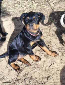 Perla 🍀🍀🍀 ist ein sonniges Welpenkind - Herxheim (Landau)