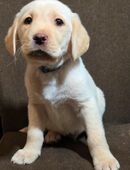 Labrador Welpe Rüde in 99441