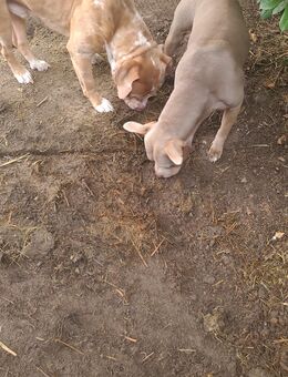 Mittelgroße Welpen - Lampertheim