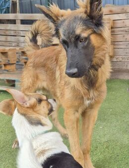 LOKI - Traumhund! ❤️ - Neudenau
