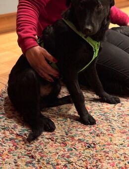 Odin ❤️ unglaublich liebevoll- Erkelenz - Kissing