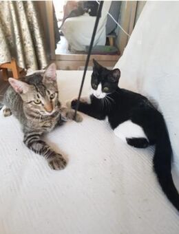 Nando + Kuga - zwei knuffige, süße Jungs - Wilhelmsfeld