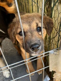 🌷Neugieriges Junghundmädchen Montana🌷 - Eislingen (Fils)