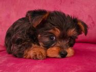 Reinrassige Yorkshire Terrier Welpen - Ramin