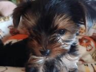 Yorkshire Terrier mini baby verkaufen - Altomünster