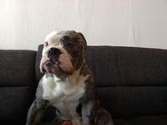 Alte englische Bulldogge sucht dringend ein neues Zuhause - Chemnitz