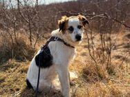 Lupo sucht ein liebevolles Zuhause - Blankenheim (Nordrhein-Westfalen)