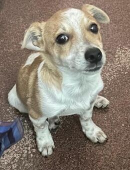 LINUS - der uns Sorgen machte - Oberhausen (Rheinland-Pfalz)