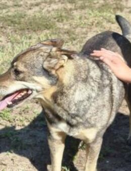 Lacika sucht ein tolles Zuhause - Nordwalde