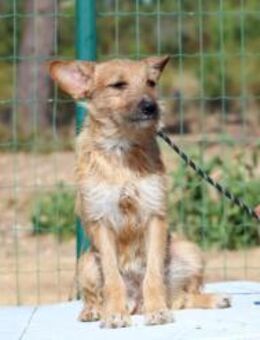 Ruggine, ein kleiner Sonnenschein - Brunstorf