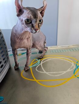 Deckkater Sphynx Elf - Würzburg