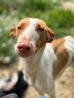 Luana; ein Blick, der alles sagt - Geilenkirchen