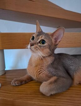 Erwachsene Abessinier Katze - Laichingen