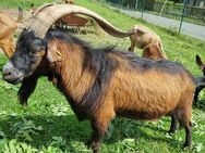 Zucht Ziegen Bock abzugeben - Heideland (Thüringen)