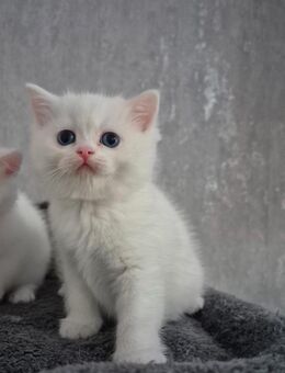 Bkh black golden &Bkh weiß Kitten - Krefeld