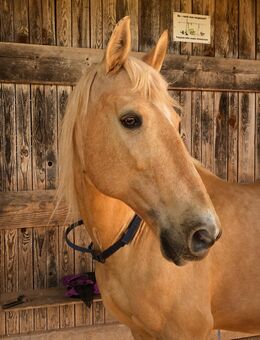 Schöner Palomino Wallach mit Herz & Charakter - Steinen (Baden-Württemberg)