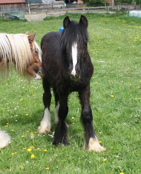 Toller schwarzer Irish Cob - Calden