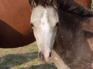 Welsh B Absetzer Stute in buckskin - Niederalben