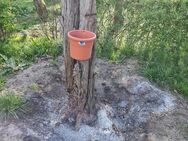 Suche jmd der Baum fällen kann - Berlin Lichtenberg