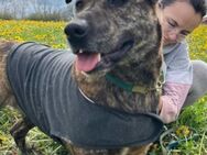 Luna 💗 ein Schatz auf 4 Pfoten - Hamburg