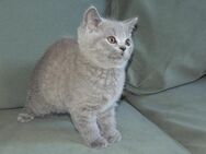 Britisch Kurzhaar (BKH), Katzenbaby, Kitten, (weiblich) - Offenbach (Main) Bürgel