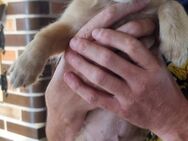 Brody 4 Monate Mischling - Kassel