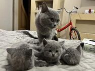 Katzen Babys - Berlin Mitte