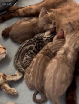 Bengal Kitten reinrassig von Champions - Berlin Spandau