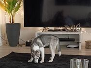 Husky Welpe Stella geimpft gechipt entwurmt 5 Monate - Breitscheid (Landkreis Neuwied)