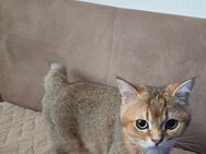 Bkh Reinrassig katze - Garbsen