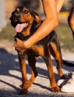 Ruhiger Jimmy 💗 sucht liebe Menschen - Hamburg