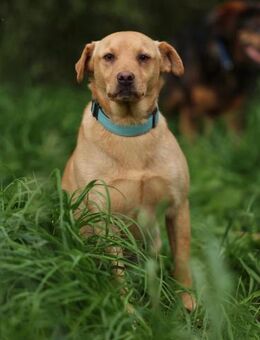 Karolek - Hochheim (Main)