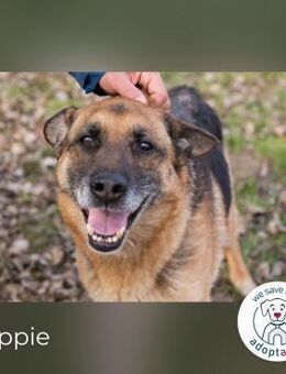 Peppie, lässt gern mal die Ohren hängen! - Kirchzell