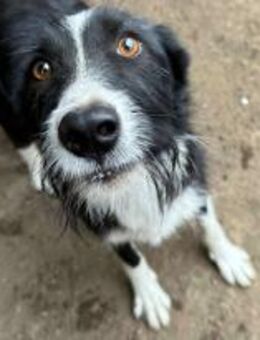 Talvi wartet geduldig 🐾 - Elsdorf (Nordrhein-Westfalen)